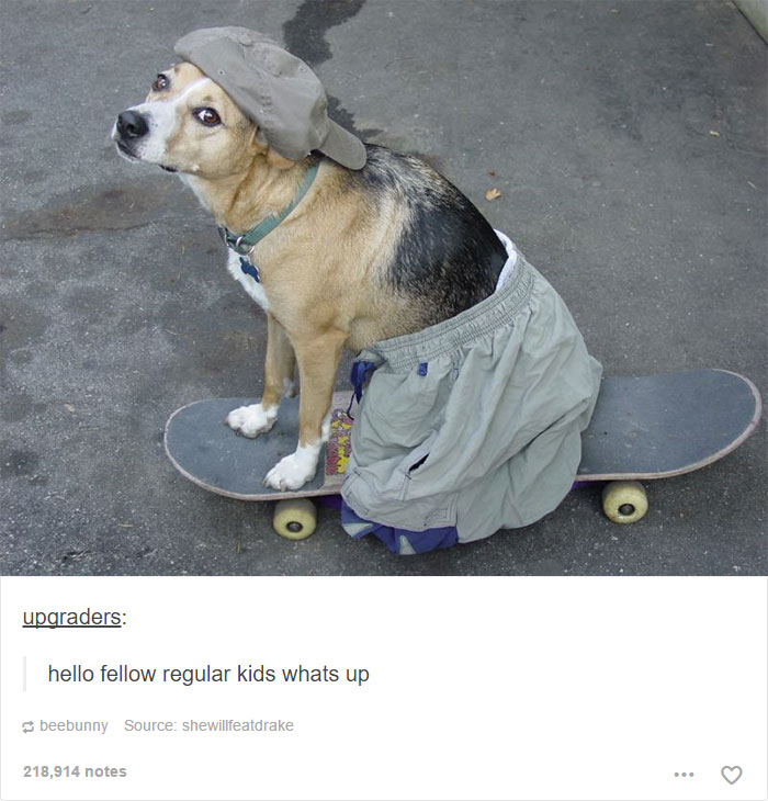 funny-tumblr-dogs-66-58131ec168235__700