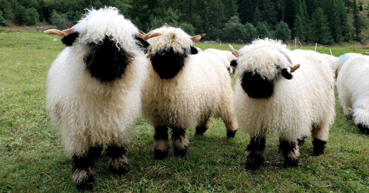 valais-blacknose-sheep-fb
