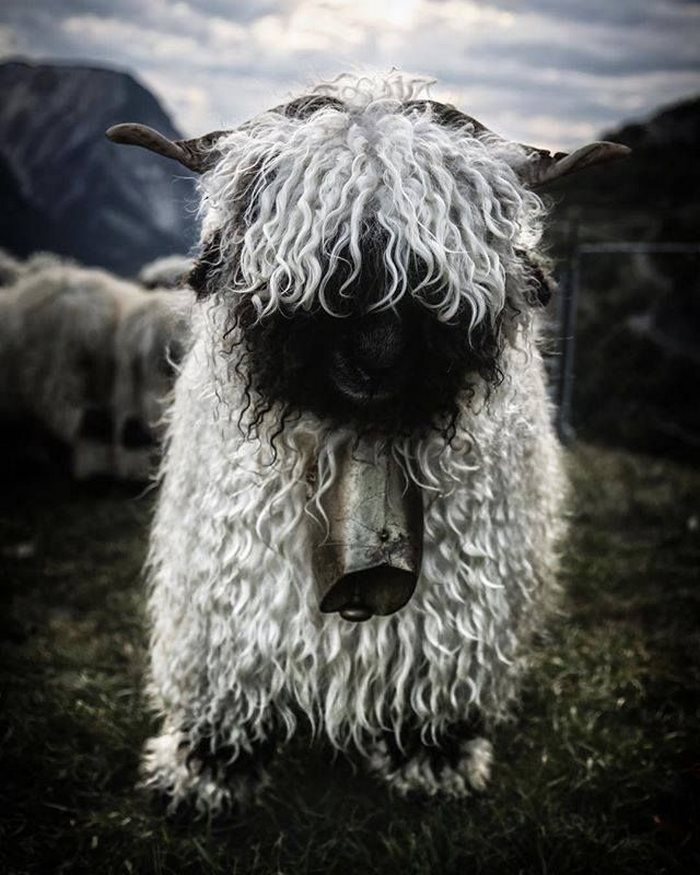 Valais-blacknose-sheep-7-5810a85291282__700
