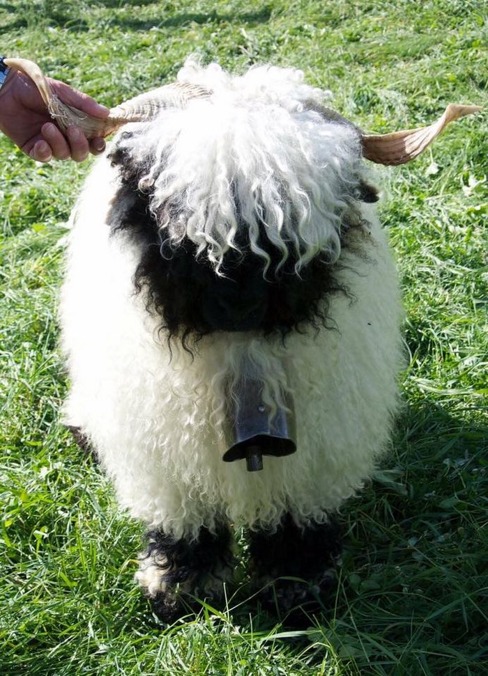 Valais-blacknose-sheep-27-5810a886cf110__700