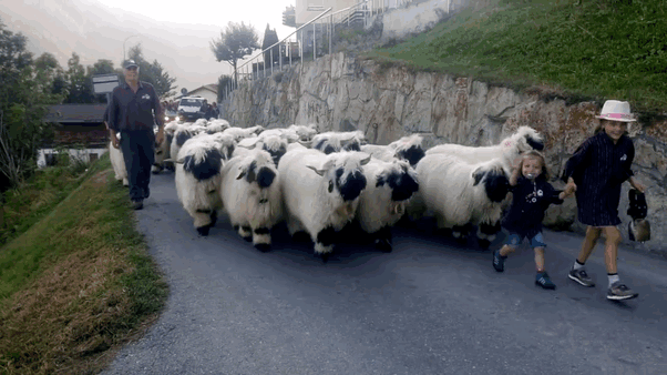 Valais-blacknose-sheep-38-5810a8a9e9446__700