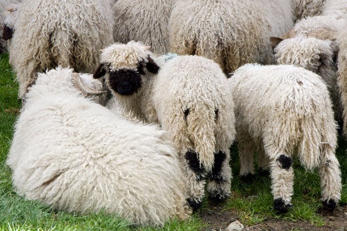 Valais-blacknose-sheep-20-5810a8727e7db__700