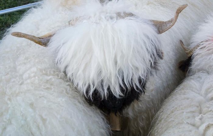 Valais-blacknose-sheep-26-5810a8844b4b8__700