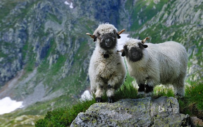 Valais-blacknose-sheep-16-5810a86a587a6__700