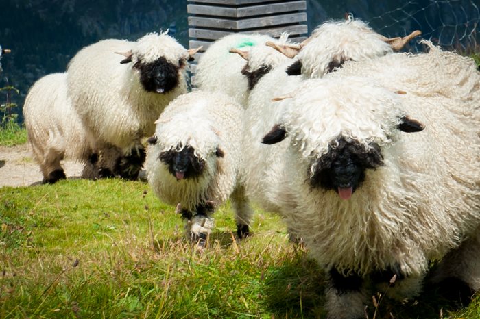 Valais-blacknose-sheep-17-5810a86c8b7f2__700