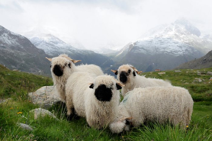 Valais-blacknose-sheep-23-5810a87a6e356__700
