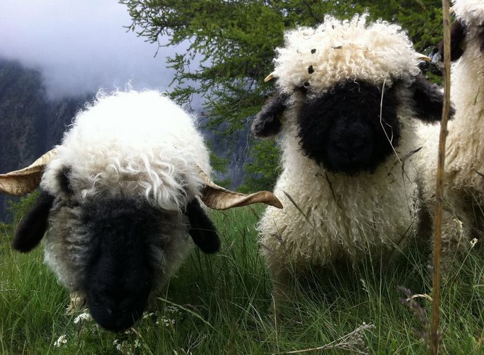 Valais-blacknose-sheep-19-5810a870732db__700