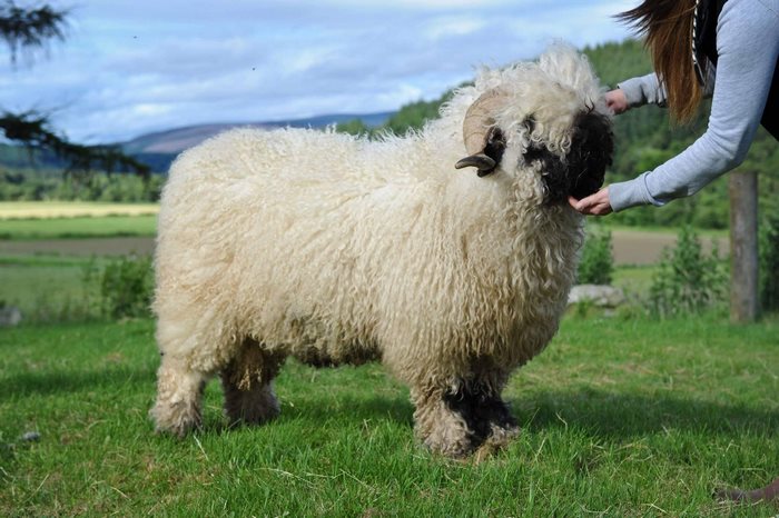 Valais-blacknose-sheep-36-5810a89f60deb__700
