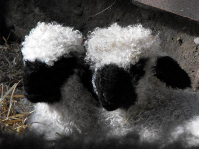 Valais-blacknose-sheep-2-5810a84171cce-jpeg__700