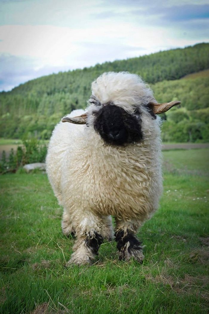 Valais-blacknose-sheep-32-5810a8952b756__700