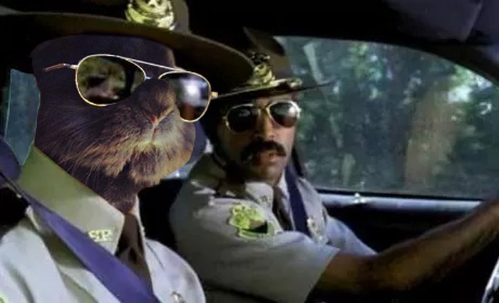rabbit-wears-sunglasses-photoshop-battle-1-5811a668cbbe4__700