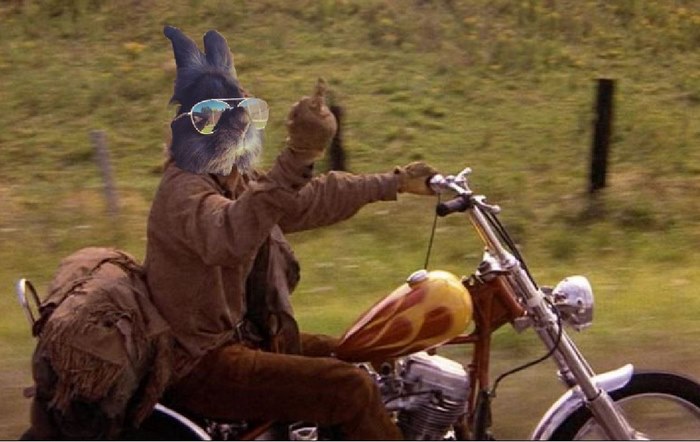 rabbit-wears-sunglasses-photoshop-battle-28-5811a6d69cc51__700