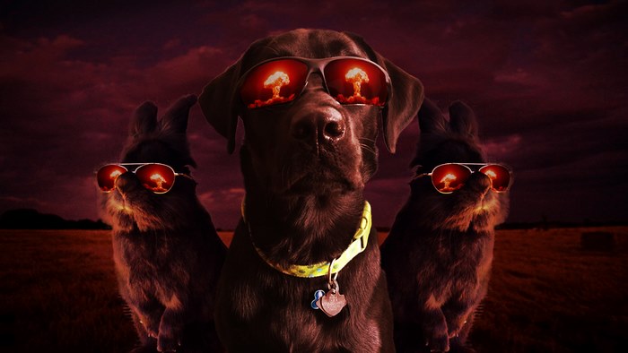 rabbit-wears-sunglasses-photoshop-battle-3-5811a676699e1__700