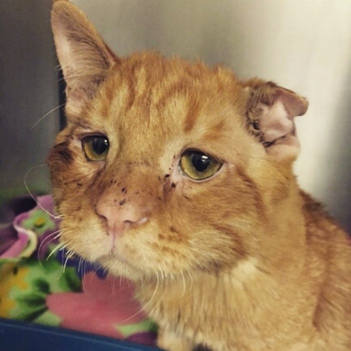 Ce couple adopte le chat le plus triste au monde que personne ne voulais, une heure après il est transformé