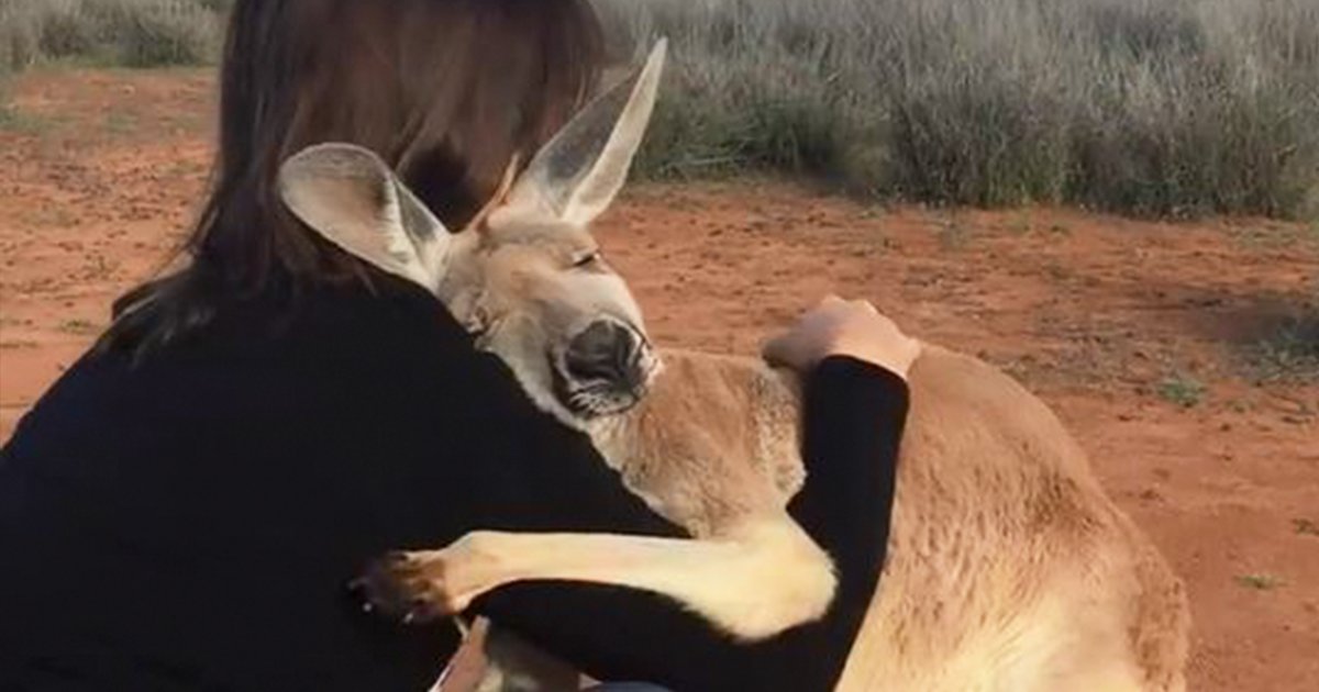 rescued-hugging-kangaroo-abigail-australia-fb