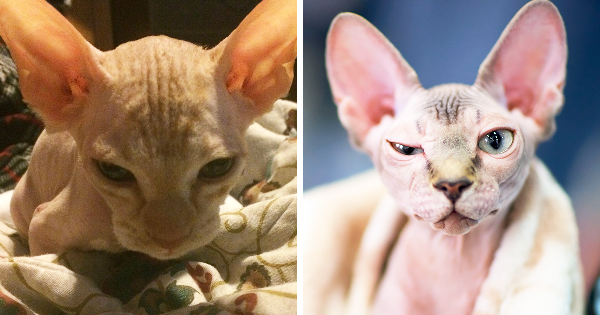 shaved-kittens-sold-sphynx-cats-fb