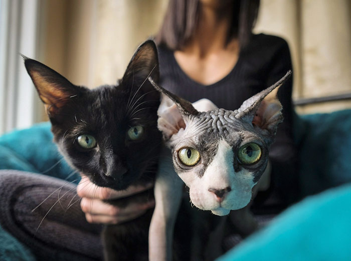 Des Escrocs Rasent Des Chatons Pour Les Vendre 700 Comme Des Chats De Race Sphynx