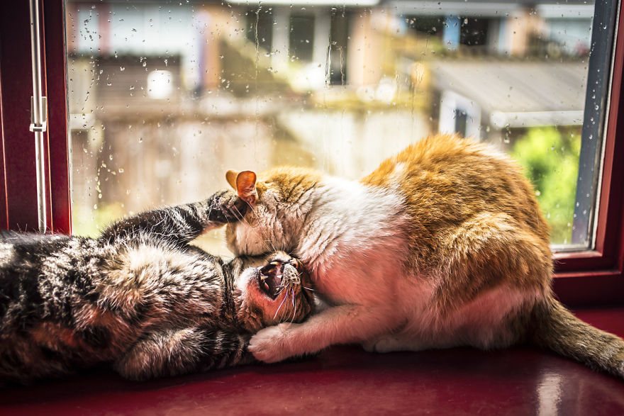 Laisser Son Chat Dehors Quand Il Pleut Elle prend en photo ses chats devant la fenêtre dès qu'il pleut