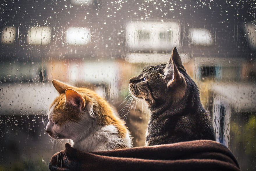 Laisser Son Chat Dehors Quand Il Pleut