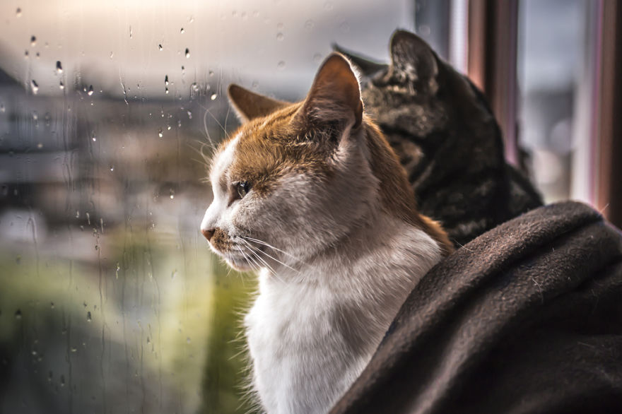 Laisser Son Chat Dehors Quand Il Pleut Elle prend en photo ses chats devant la fenêtre dès qu'il pleut