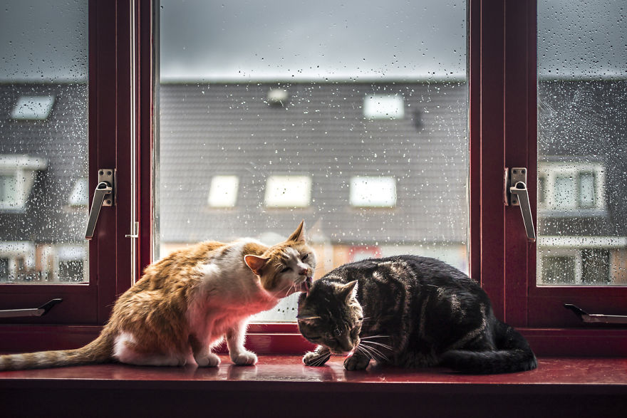 Laisser Son Chat Dehors Quand Il Pleut Elle prend en photo ses chats devant la fenêtre dès qu'il pleut