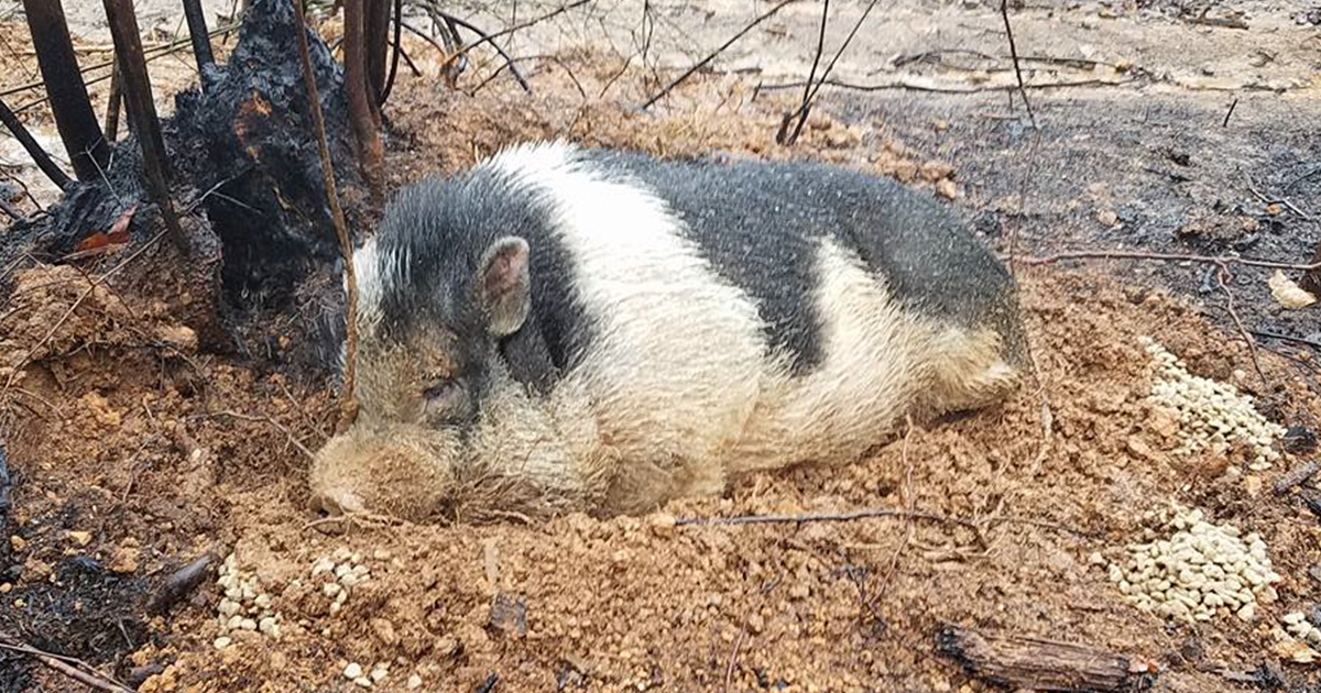 home-destroyed-wildfire-pig-charlie-fb