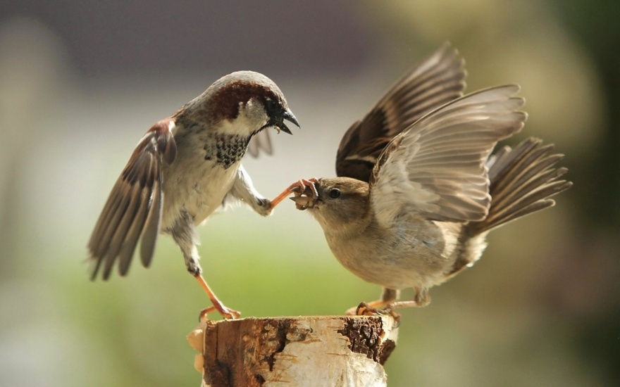 309905-sparrow-couple-fighting-bird-3840×2400-880-db28facc54-1480940164