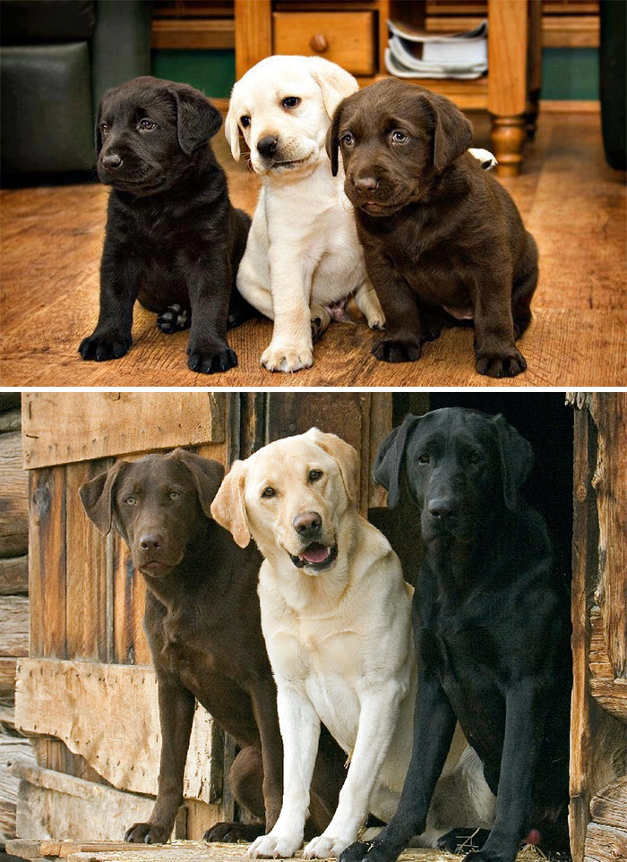 animal-friends-growing-up-together-then-now-5-585bc61016827__700