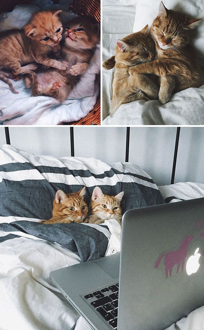 animal-friends-growing-up-together-then-now-32