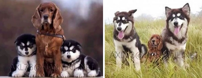 animal-friends-growing-up-together-then-now-19-585bc62ae1056__700