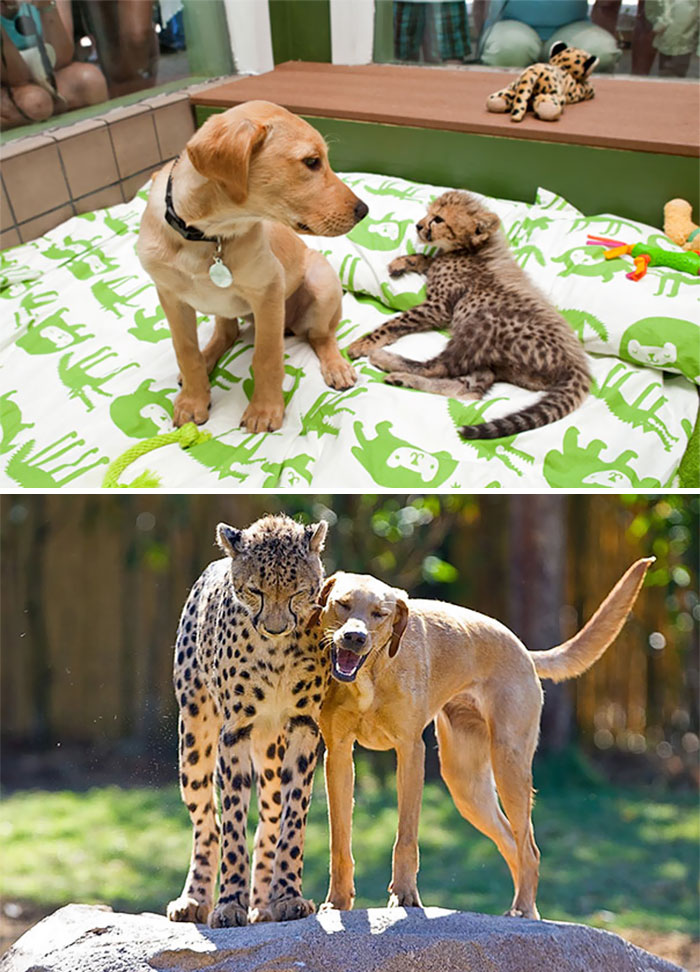 animal-friends-growing-up-together-then-now-21-585bc6304e495__700