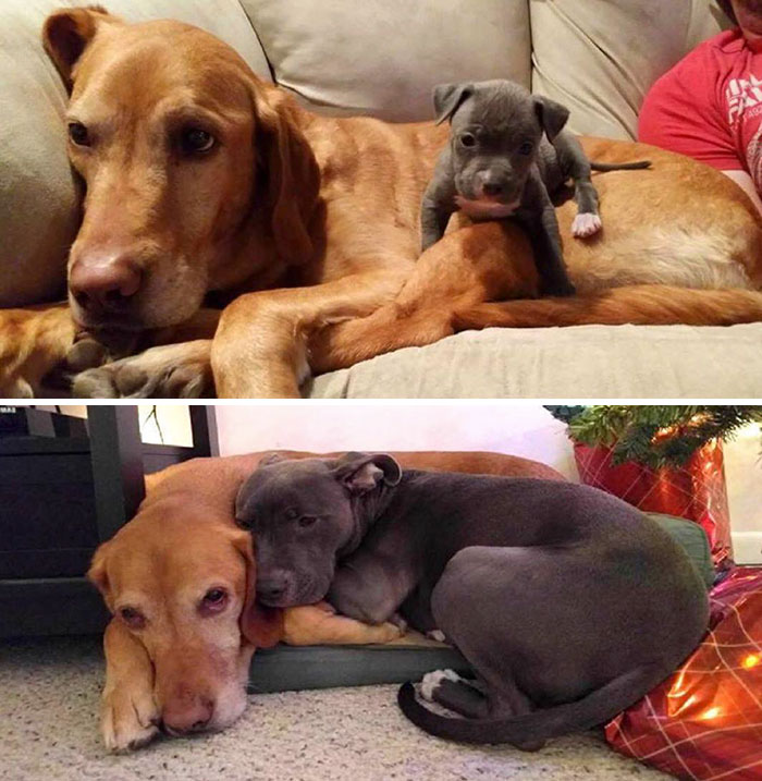 animal-friends-growing-up-together-then-now-15-585bc6235ba5d__700