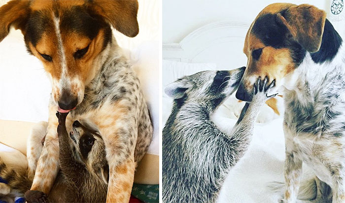 animal-friends-growing-up-together-then-now-24-585bc63831584__700