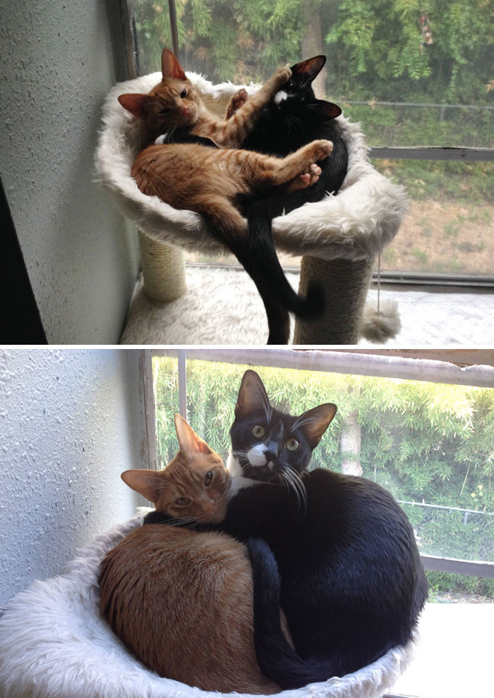 animal-friends-growing-up-together-then-now-34