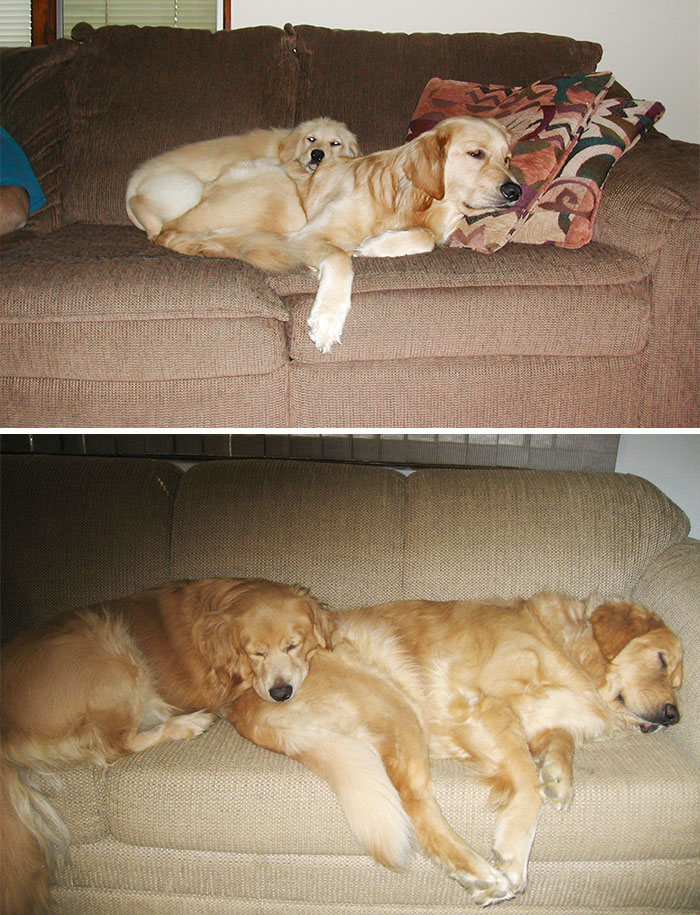 animal-friends-growing-up-together-then-now-6-585bc61263f4c__700