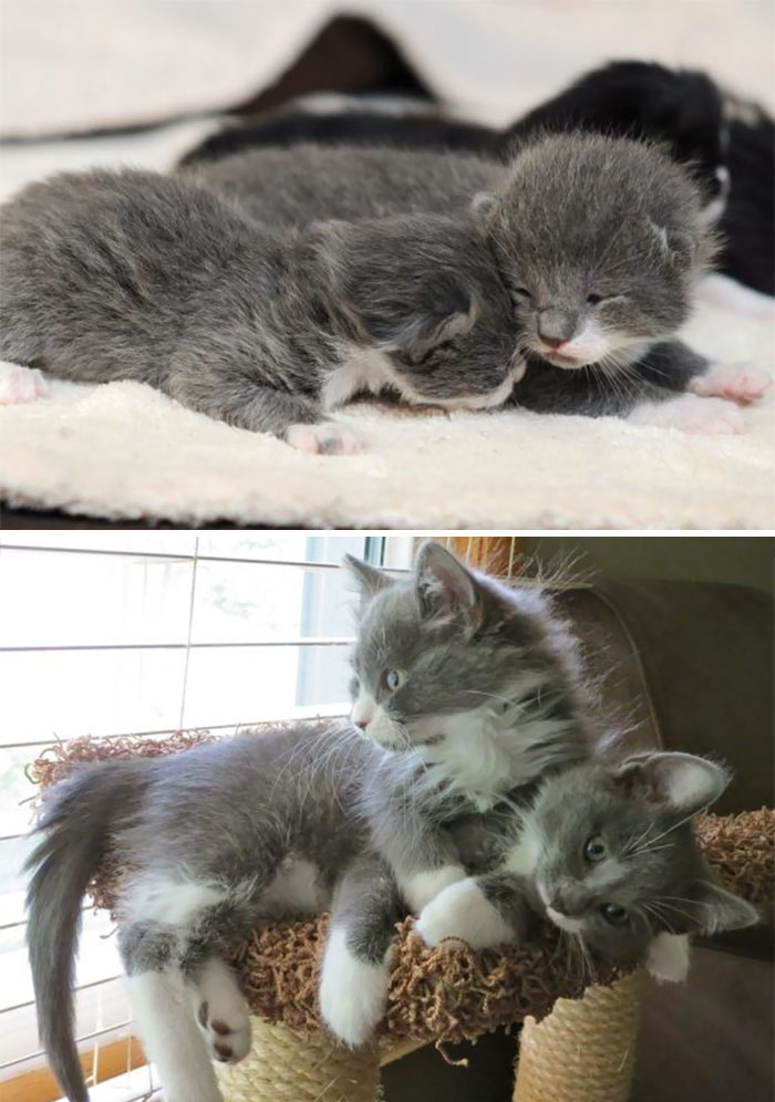 animal-friends-growing-up-together-then-now-12-585bc61d37ff6__700
