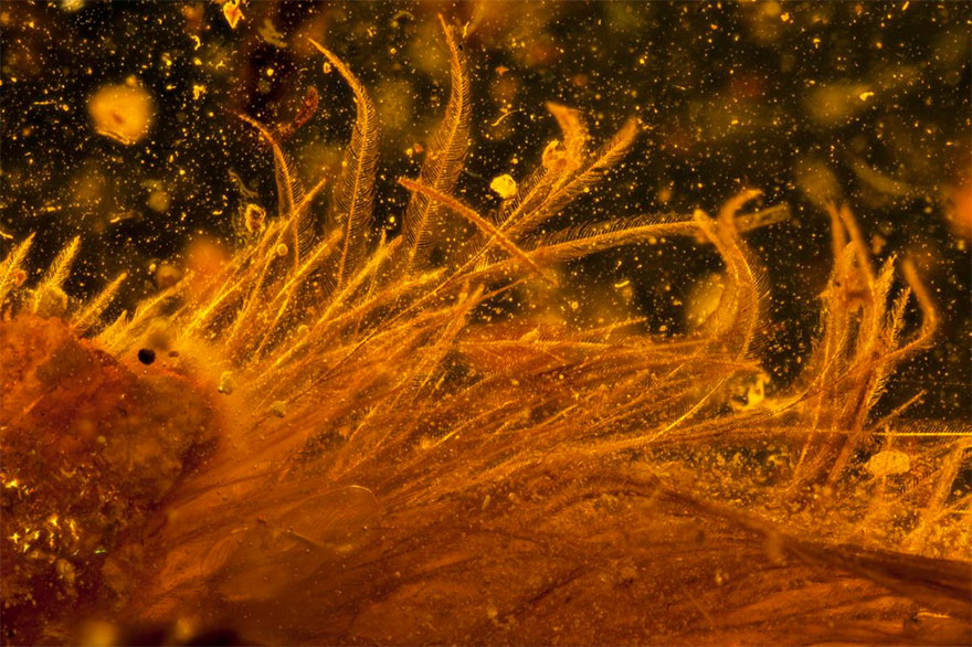 first-fluffy-dinosaur-tail-amber-lida-xing-3