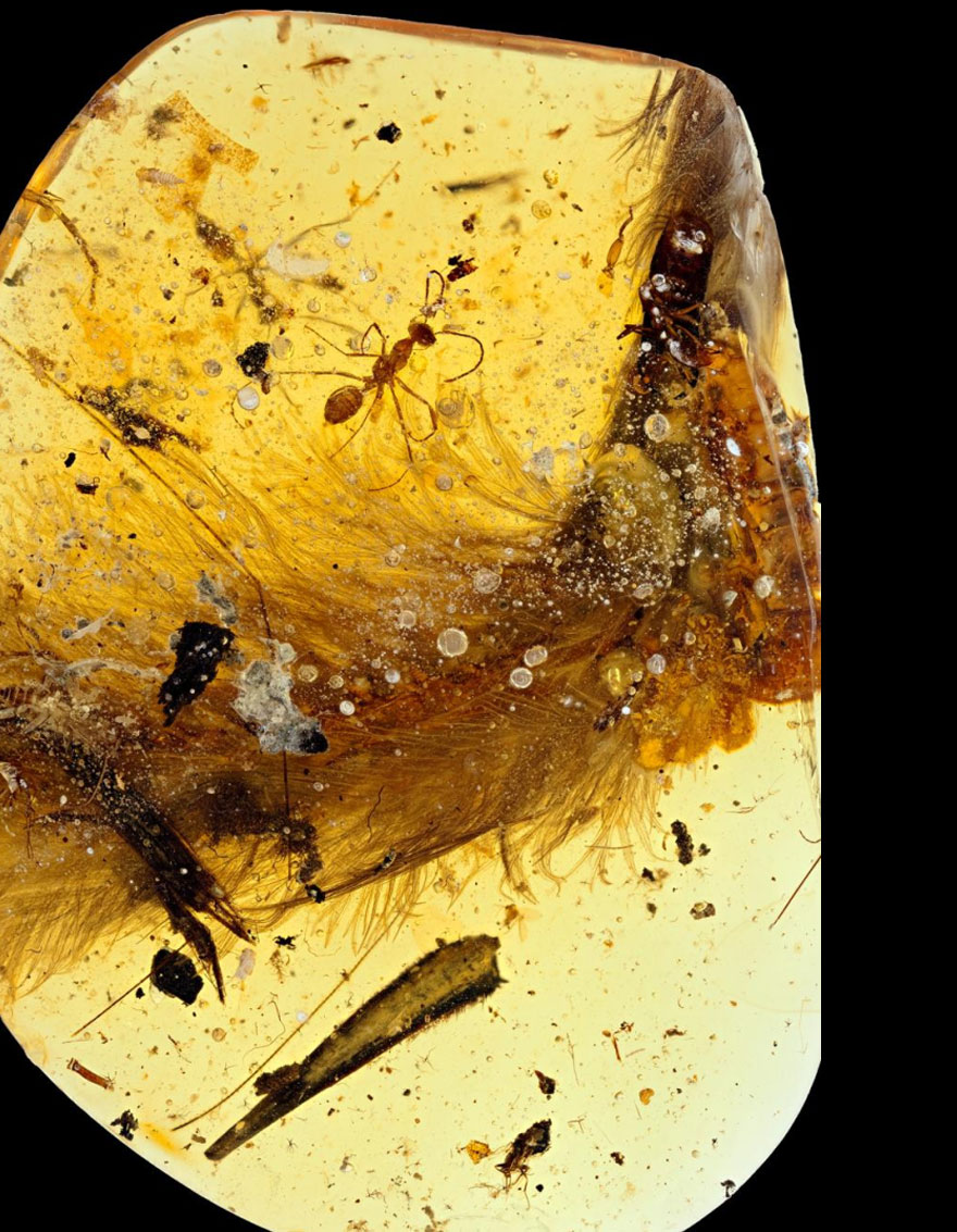 first-fluffy-dinosaur-tail-amber-lida-xing-5