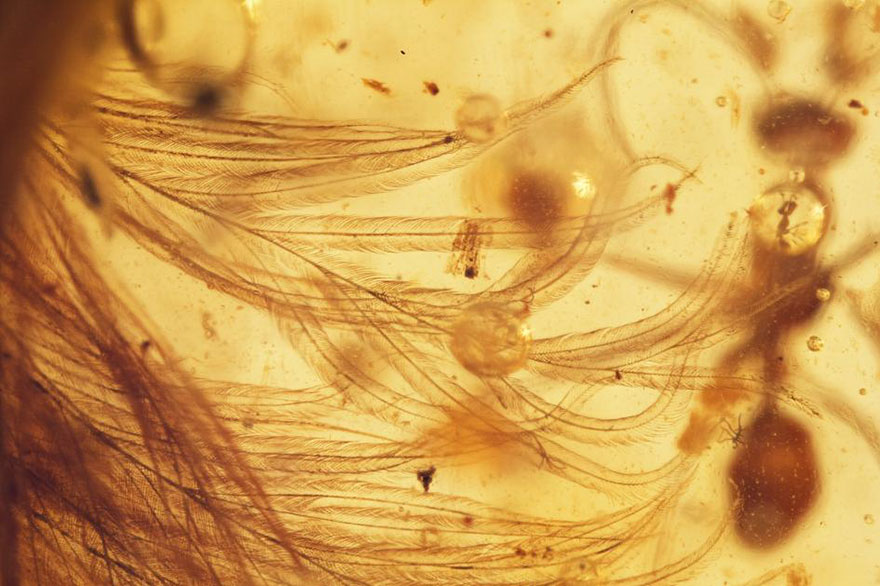 first-fluffy-dinosaur-tail-amber-lida-xing-4