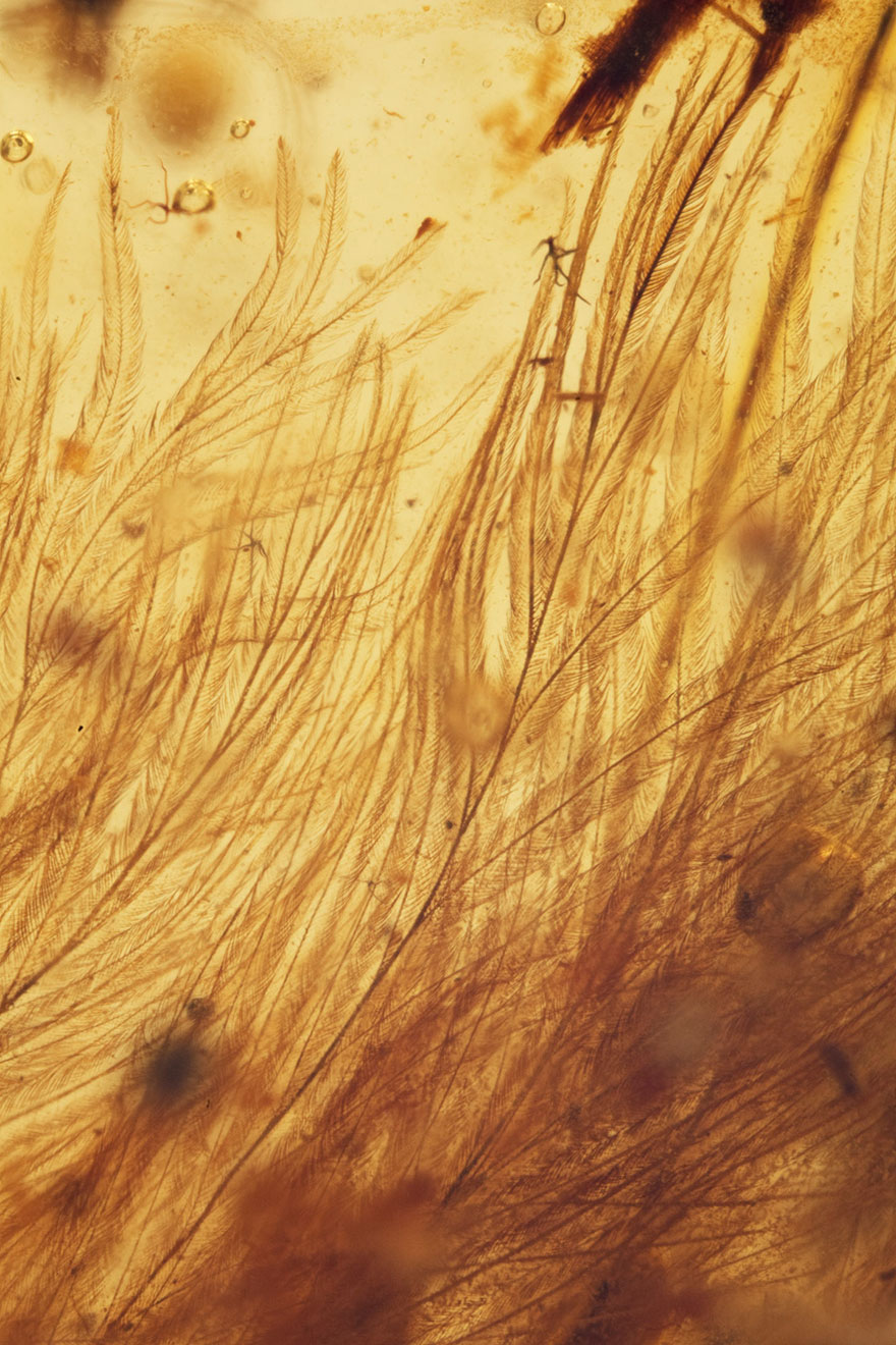 first-fluffy-dinosaur-tail-amber-lida-xing-7