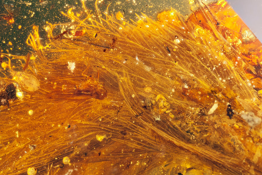 first-fluffy-dinosaur-tail-amber-lida-xing-6