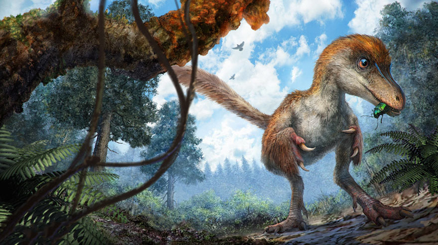 first-fluffy-dinosaur-tail-amber-lida-xing-10