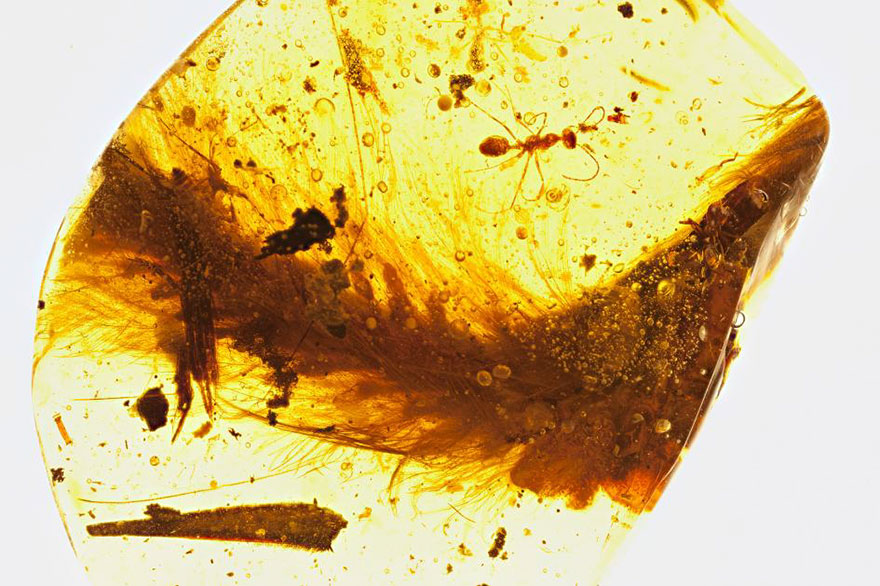 first-fluffy-dinosaur-tail-amber-lida-xing-1