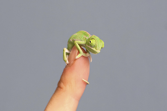 cute-baby-chameleons-582b841bb966d__700