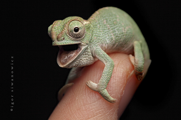 cute-baby-chameleons-582b7ea6d44d7__700