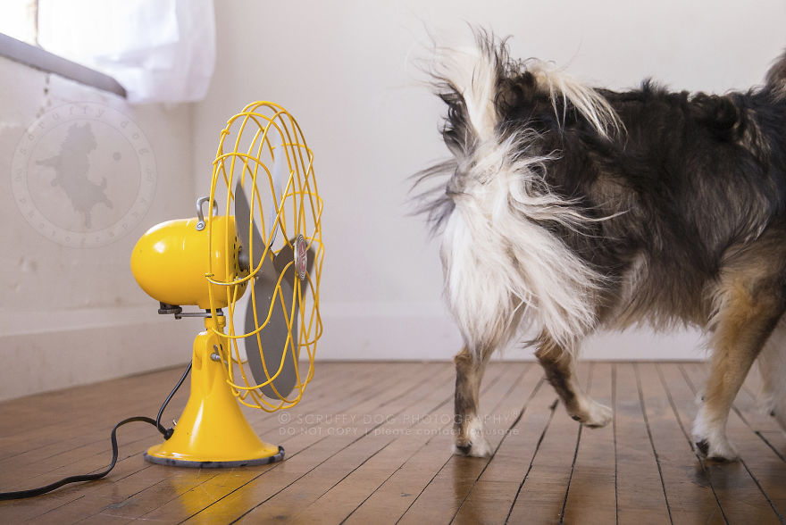 chiens-contre-ventilateur-13187.jpg