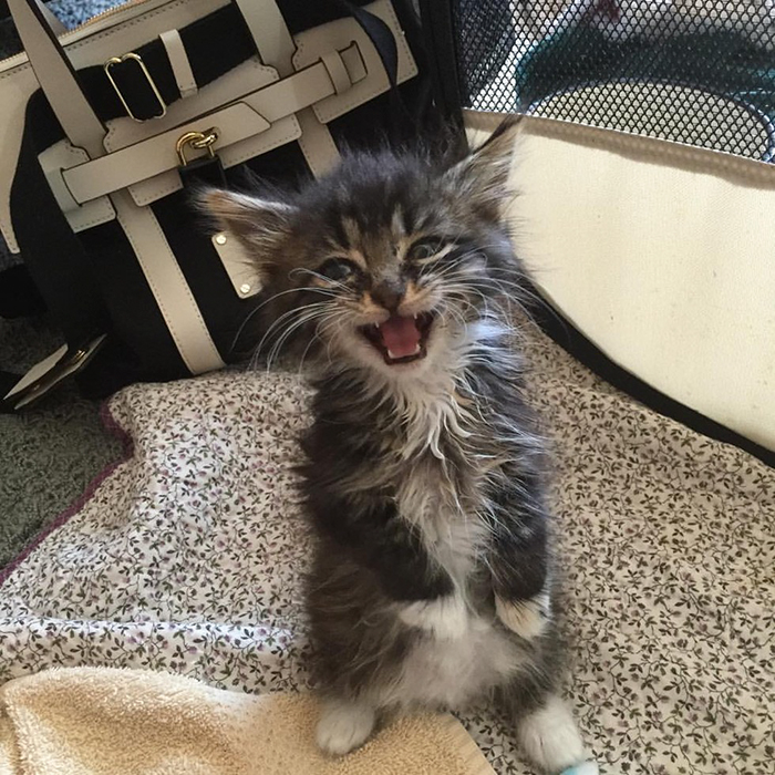 Le Chaton Kangourou Ne Sans Coude Etait Le Plus Petit De La Portee Regardez Le Maintenant