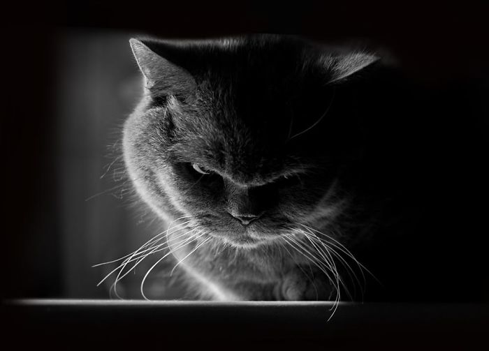 angry-cat-photography-129-586f6e9e81f7e__700