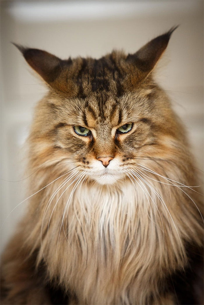 angry-cat-photography-57-5874daa563fd2__700