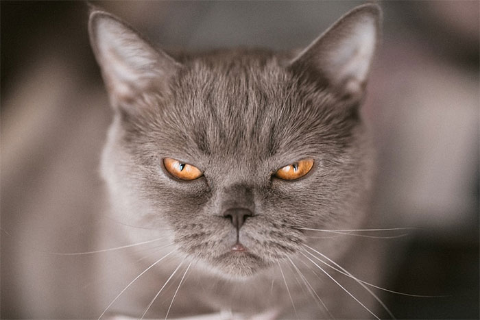 angry-cat-photography-58-5874db11bded9__700